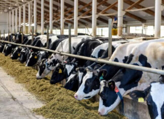 Medicamento para ração bovina “Bovaer” contamina o leite e pode causar câncer e infertilidade.