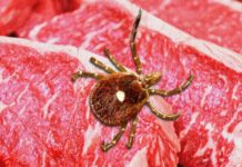 Milhares de americanos desenvolveram alergia à carne vermelha depois de picados por carrapatos modificados geneticamente.