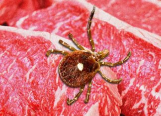 Milhares de americanos desenvolveram alergia à carne vermelha depois de picados por carrapatos modificados geneticamente.