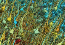 Cientistas que mapearam um cérebro humano com metade do tamanho de um grão de arroz descobriram que ele continha 1,4 milhão de GB de dados.