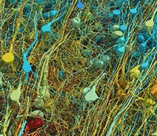 Cientistas que mapearam um cérebro humano com metade do tamanho de um grão de arroz descobriram que ele continha 1,4 milhão de GB de dados.